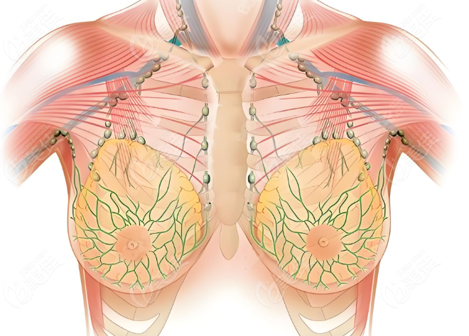 乳房解剖 实体图片