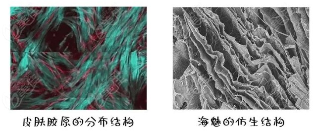 海魅成分结构
