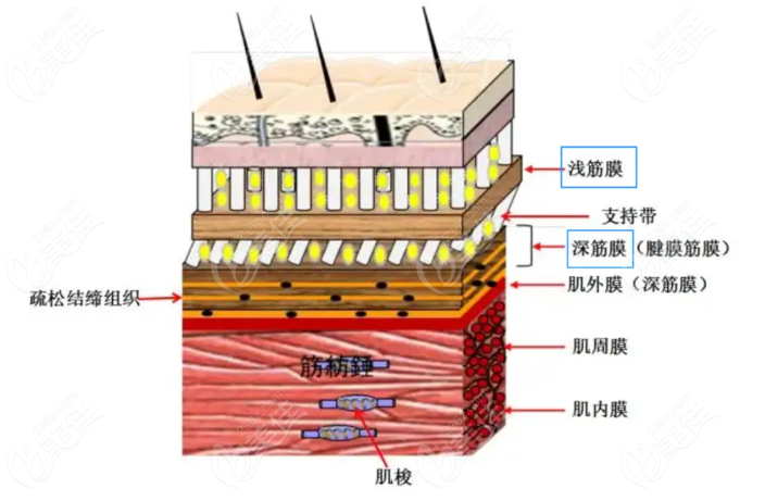筋膜层结构