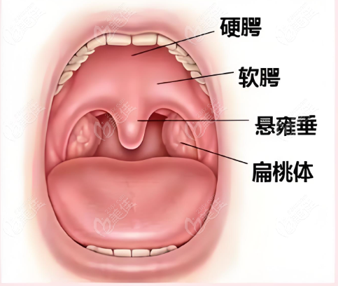 唇腭结构