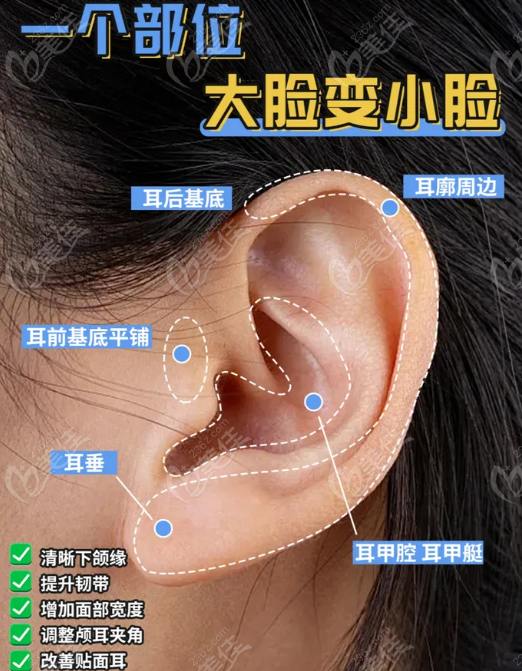 耳基底提升作用和功效