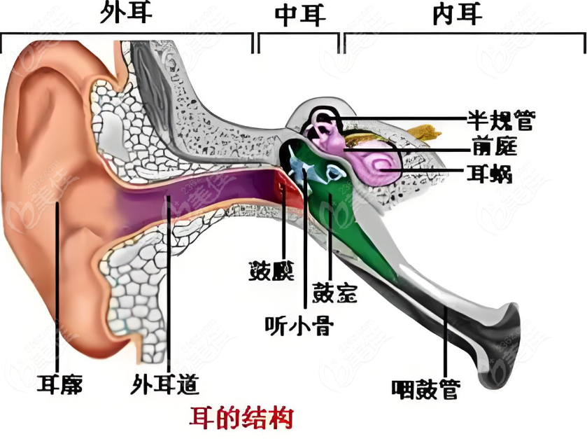 耳朵结构