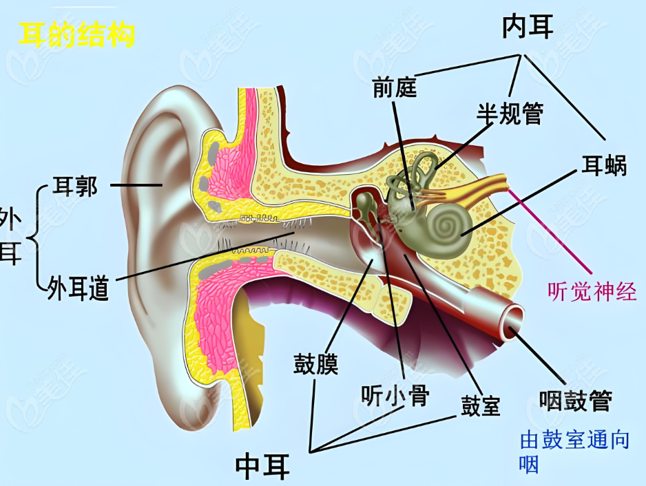耳朵的结构