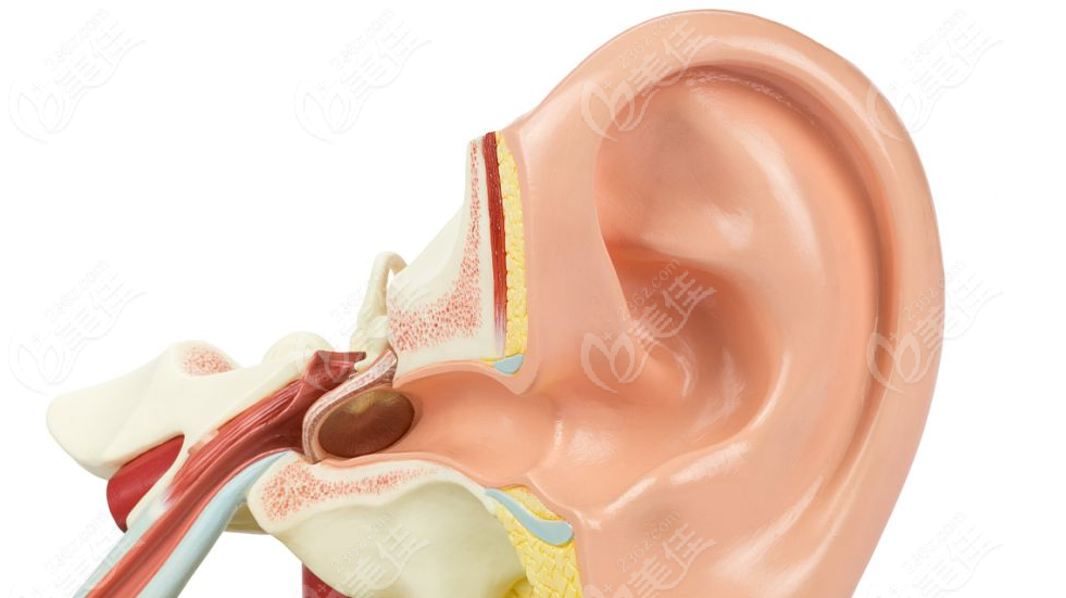 耳部结构