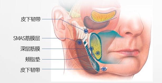 上海韓可旺5U動(dòng)態(tài)韌帶提升的費(fèi)用