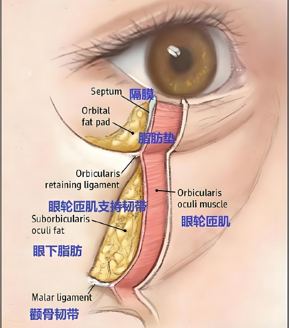 李喆眼周筋膜提升好不好